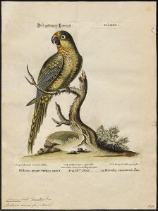 Conurus aureus - 1700-1880 - Print - Iconographia Zoologica - Special Collections University of Amsterdam - UBA01 IZ18500173
