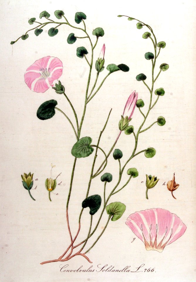 Convolvulus soldanella — Flora Batava — Volume v10