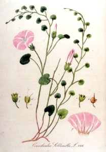 Convolvulus soldanella — Flora Batava — Volume v10