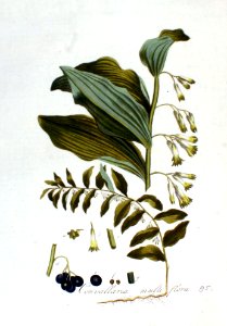 Convallaria multiflora — Flora Batava — Volume v2