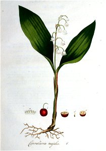 Convallaria majalis — Flora Batava — Volume v1