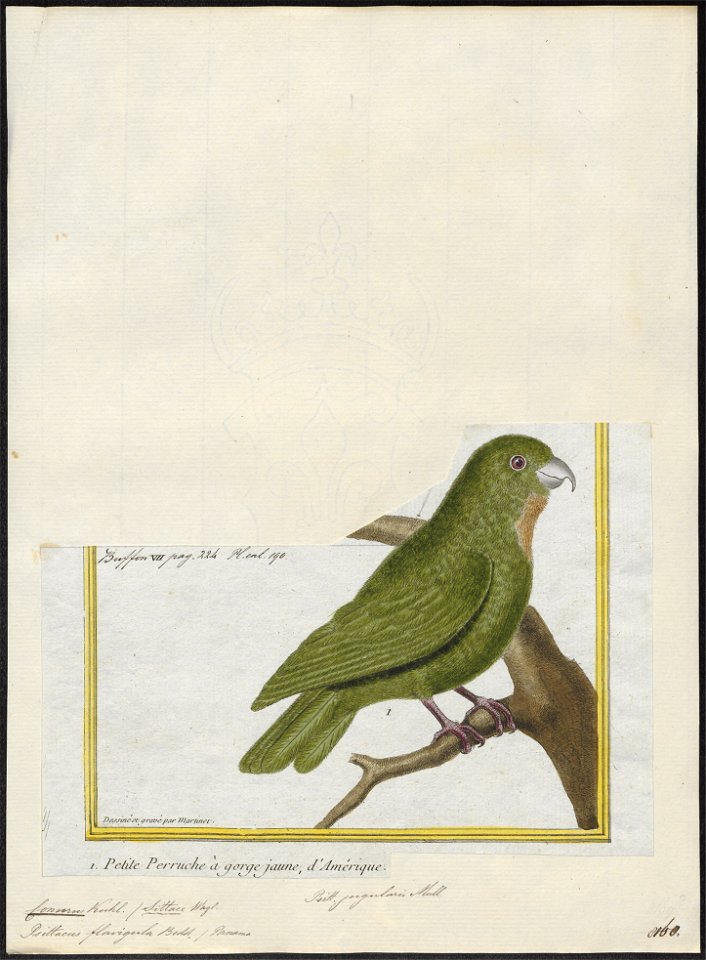 Conurus jugularis - 1700-1880 - Print - Iconographia Zoologica - Special Collections University of Amsterdam - UBA01 IZ18500203