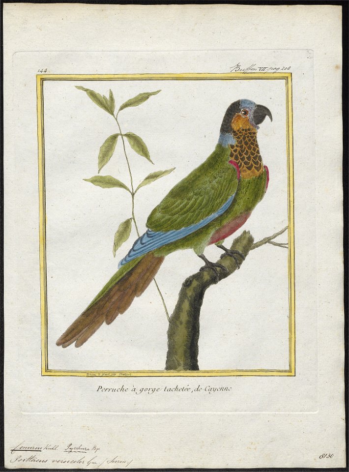 Conurus pictus - 1700-1880 - Print - Iconographia Zoologica - Special Collections University of Amsterdam - UBA01 IZ18500183