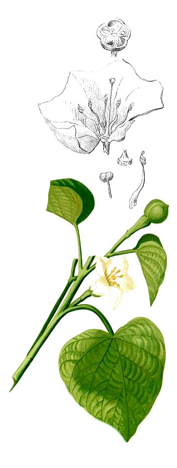 Convolvulaceae spp Blanco2.261-Stictocardia tiliifolia
