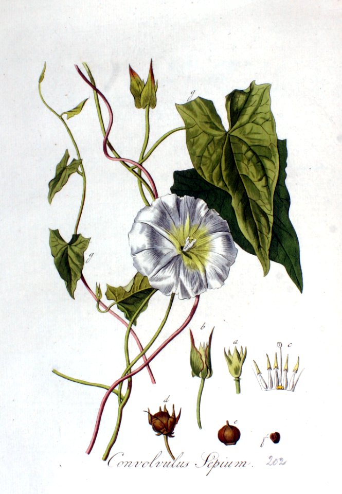 Convolvulus sepium — Flora Batava — Volume v3