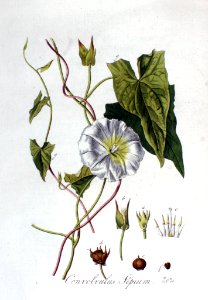 Convolvulus sepium — Flora Batava — Volume v3