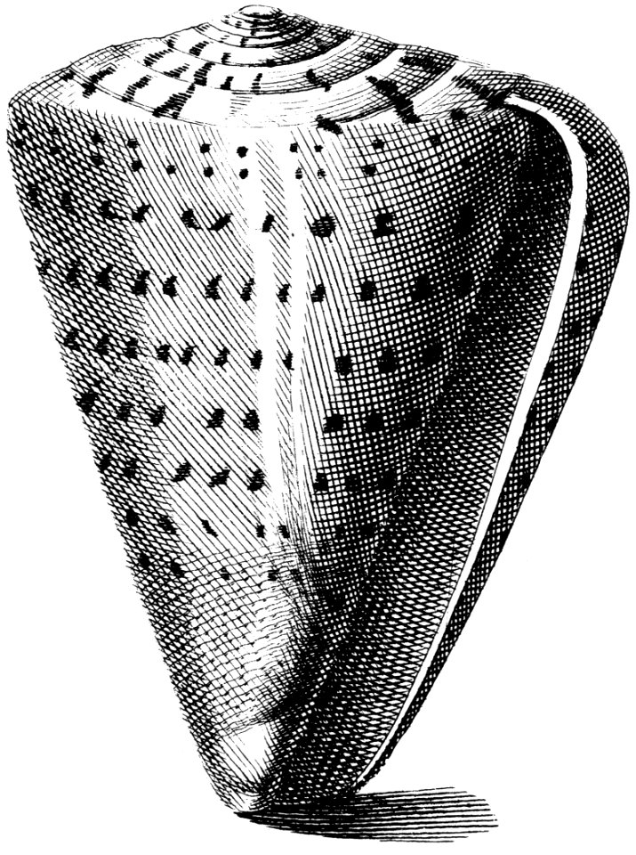 Conus-betulinus-001