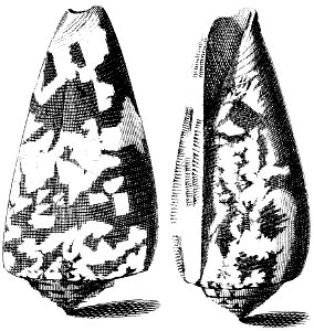 Conus-striatus-001