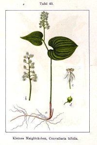 Convallaria bifolia Sturm01043