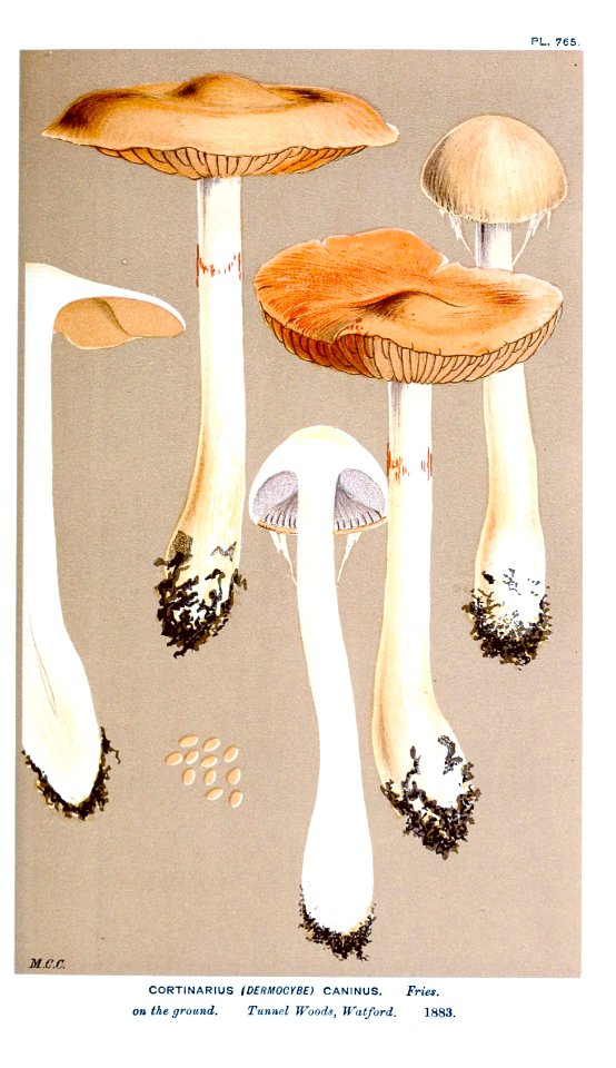 Cooke-Illustrations of British Fungi-Pl.765