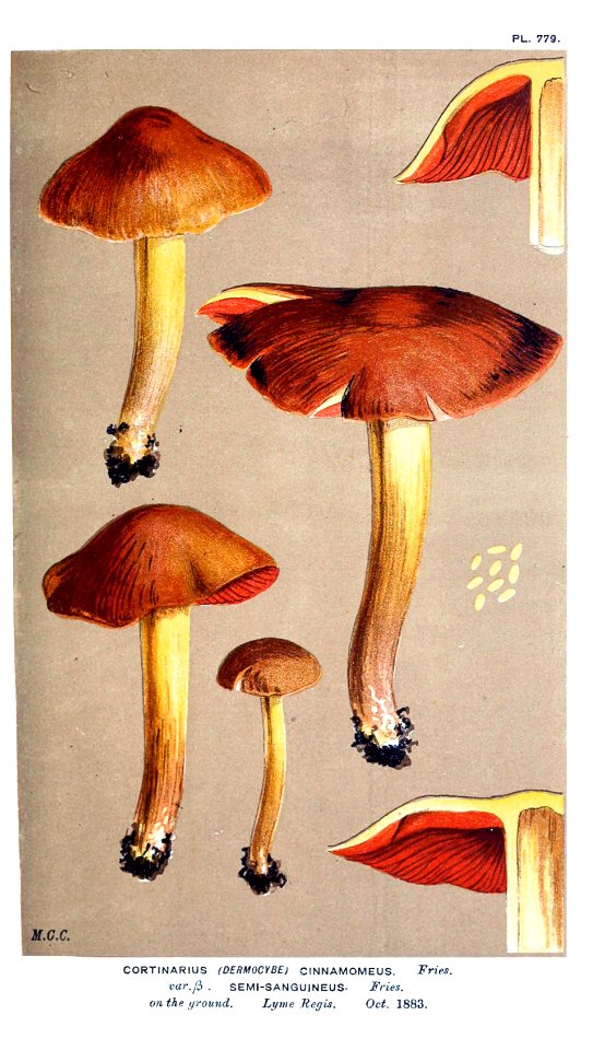Cooke-Illustrations of British Fungi-Pl.779