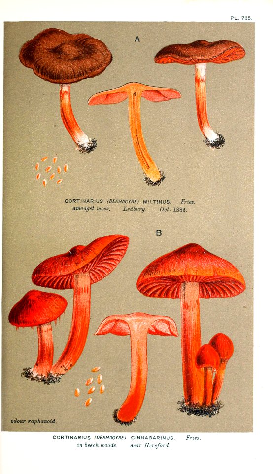Cooke-Illustrations of British Fungi-Pl.785