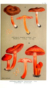 Cooke-Illustrations of British Fungi-Pl.785