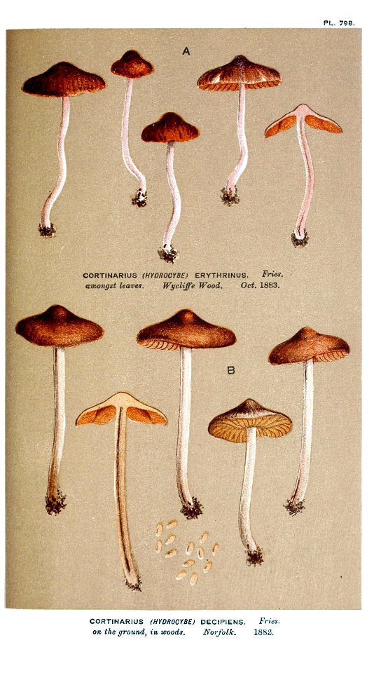 Cooke-Illustrations of British Fungi-Pl.798