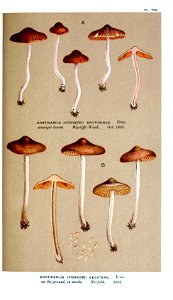 Cooke-Illustrations of British Fungi-Pl.798