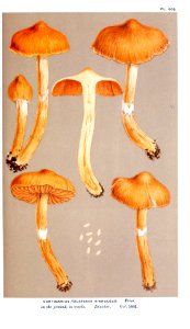 Cooke-Illustrations of British Fungi-Pl.805