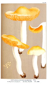 Cooke-Illustrations of British Fungi-Pl.811