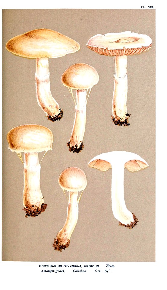 Cooke-Illustrations of British Fungi-Pl.818