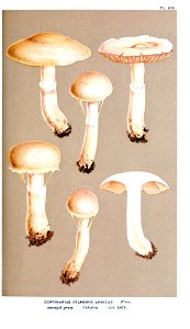 Cooke-Illustrations of British Fungi-Pl.818