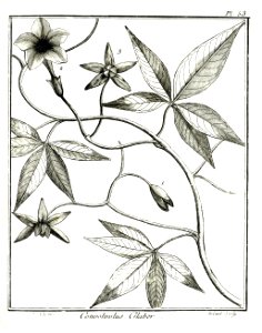Convolvulus glaber Aublet 1775 pl 53