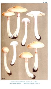 Cooke-Illustrations of British Fungi-Pl.776