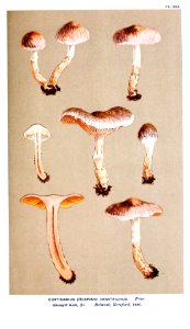 Cooke-Illustrations of British Fungi-Pl.825