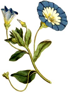 Convolvulus tricolor 1787