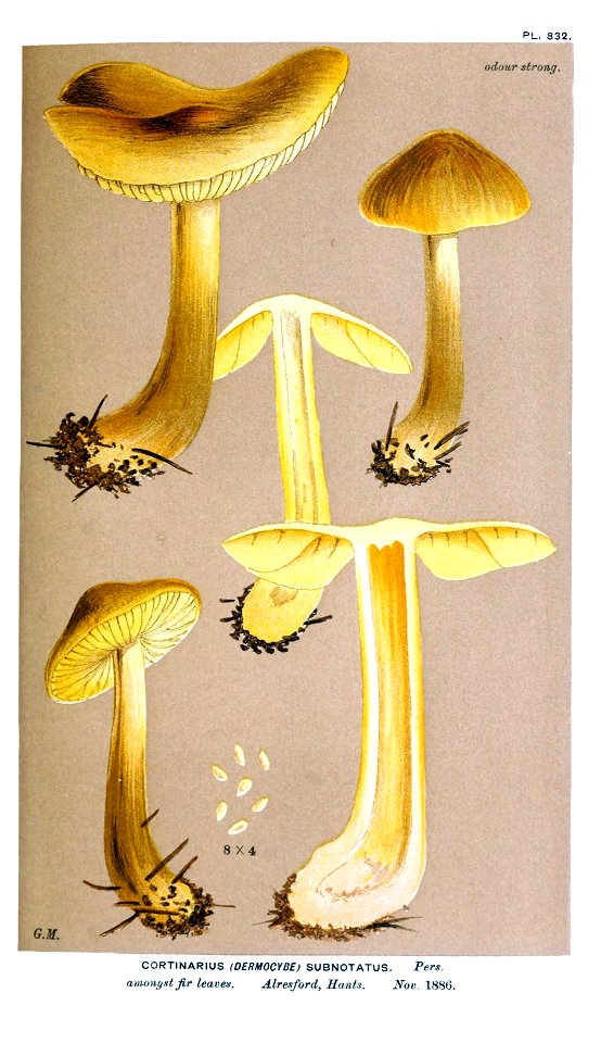 Cooke-Illustrations of British Fungi-Pl.832