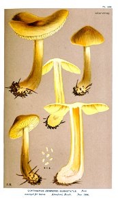 Cooke-Illustrations of British Fungi-Pl.832