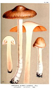 Cooke-Illustrations of British Fungi-Pl.788