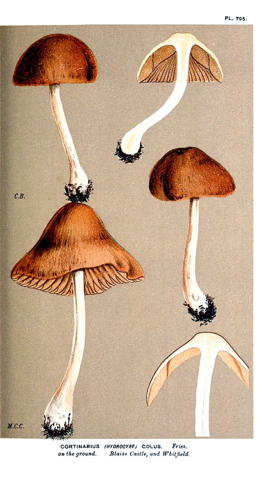 Cooke-Illustrations of British Fungi-Pl.795