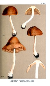 Cooke-Illustrations of British Fungi-Pl.795
