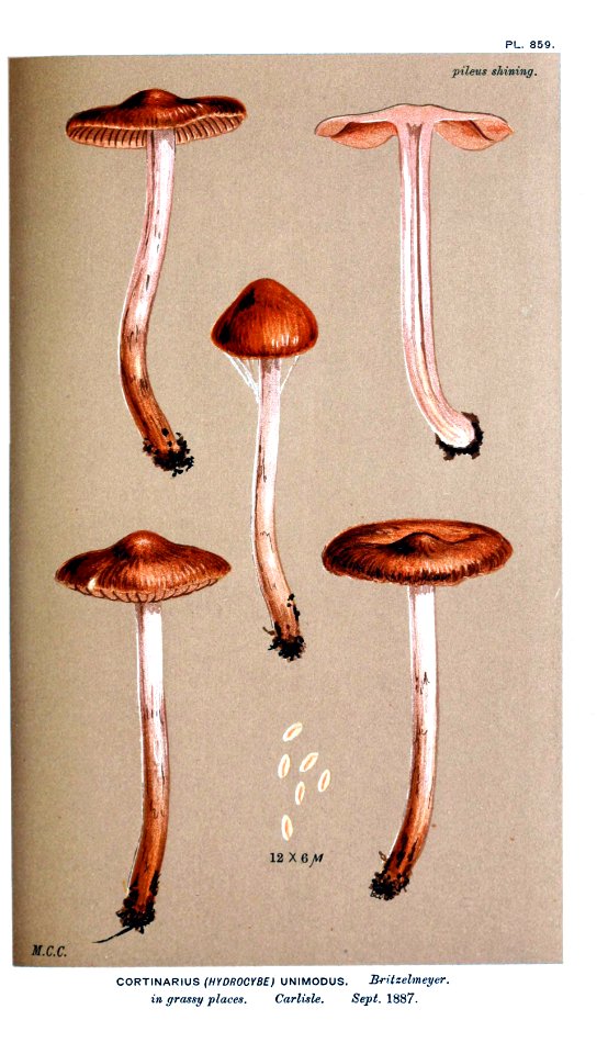 Cooke-Illustrations of British Fungi-Pl.859