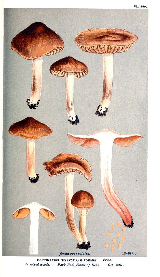 Cooke-Illustrations of British Fungi-Pl.869
