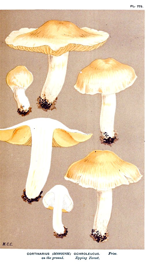 Cooke-Illustrations of British Fungi-Pl.775