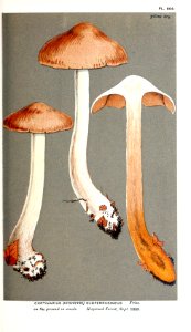 Cooke-Illustrations of British Fungi-Pl.808