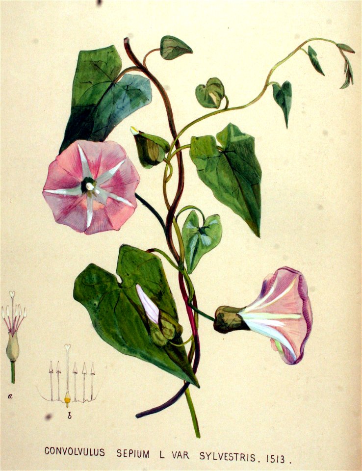 Convolvulus sepium — Flora Batava — Volume v19