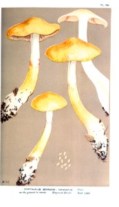 Cooke-Illustrations of British Fungi-Pl.781
