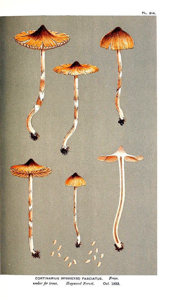 Cooke-Illustrations of British Fungi-Pl.814