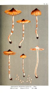 Cooke-Illustrations of British Fungi-Pl.814