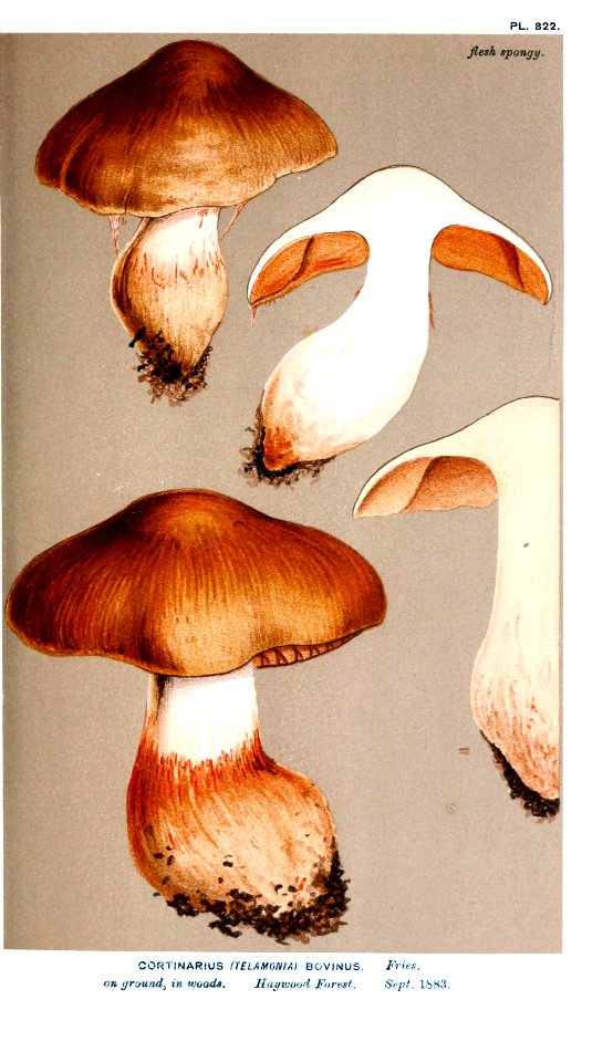 Cooke-Illustrations of British Fungi-Pl.822