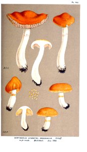 Cooke-Illustrations of British Fungi-Pl.793