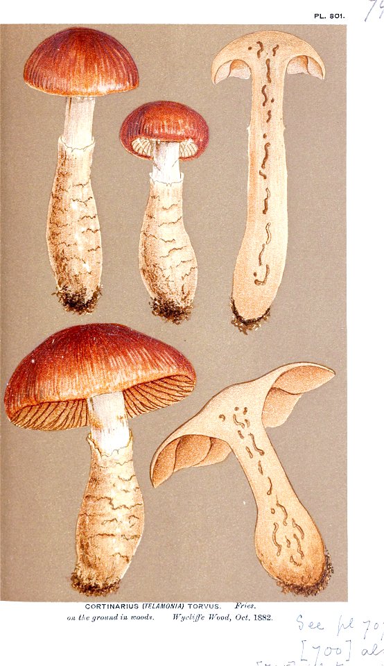 Cooke-Illustrations of British Fungi-Pl.801