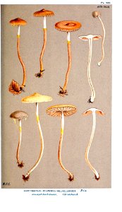 Cooke-Illustrations of British Fungi-Pl.836