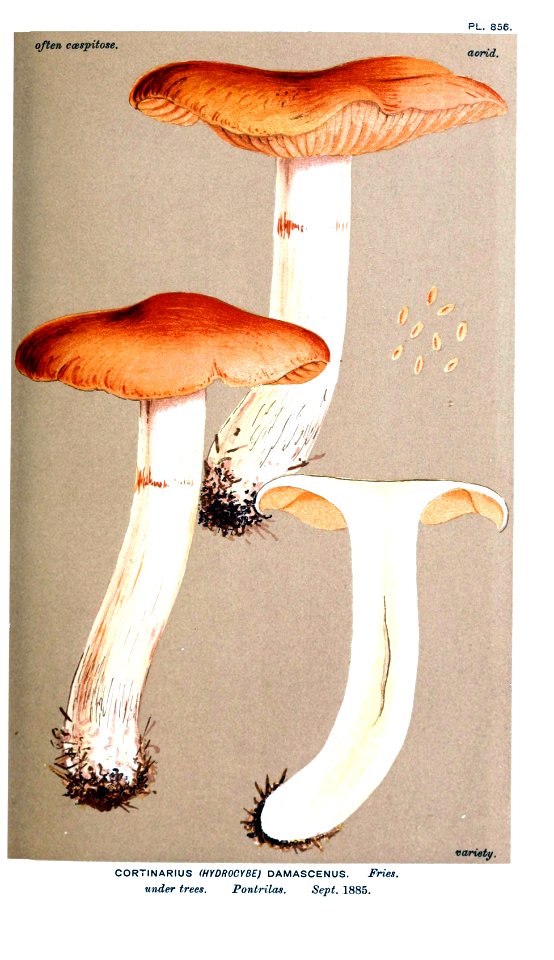 Cooke-Illustrations of British Fungi-Pl.856