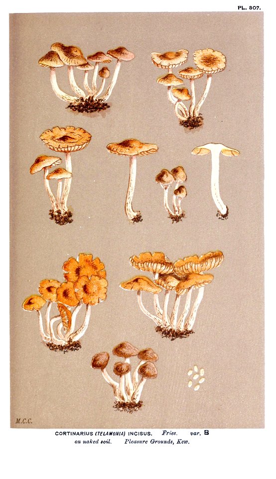 Cooke-Illustrations of British Fungi-Pl.807
