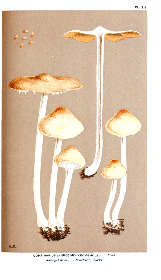 Cooke-Illustrations of British Fungi-Pl.813