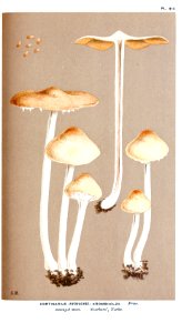 Cooke-Illustrations of British Fungi-Pl.813
