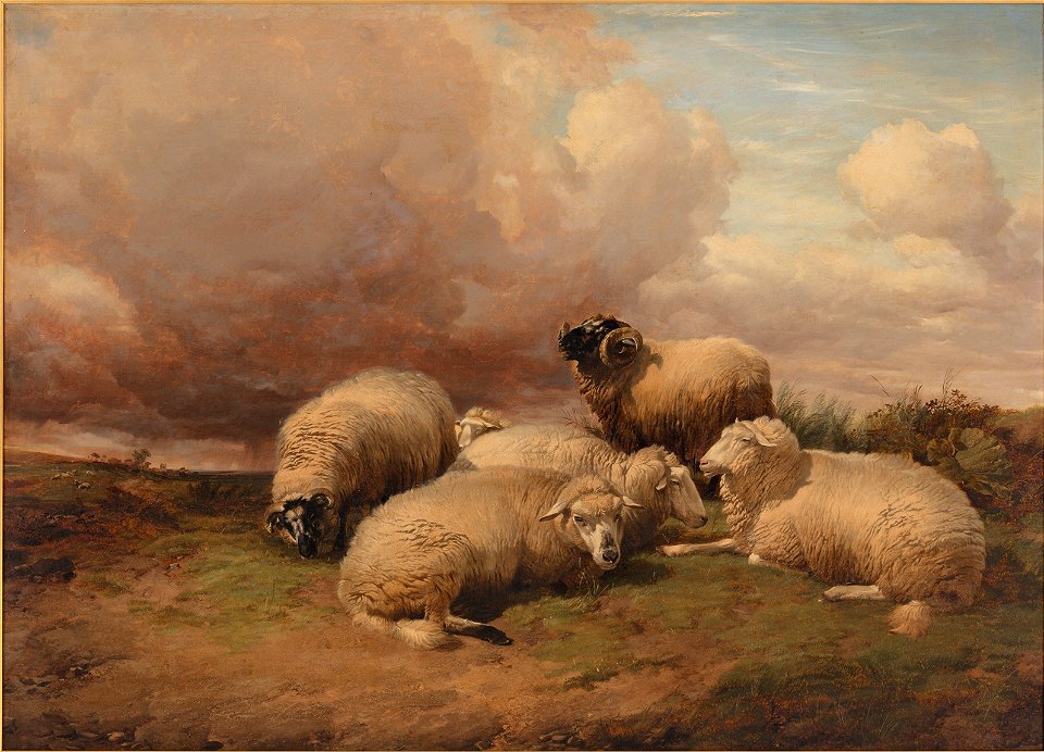 -Highland sheep- (48752587558)