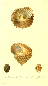Cookia sulcata 1831